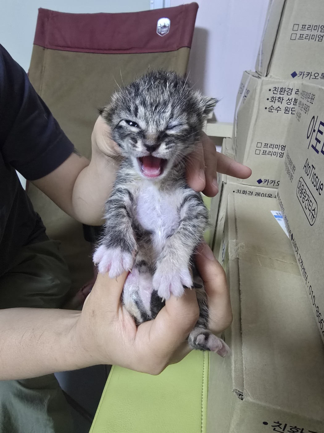 한국 고양이 이미지 파일 입니다.
